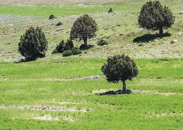 درخت اُرس “خراسان شمالی”