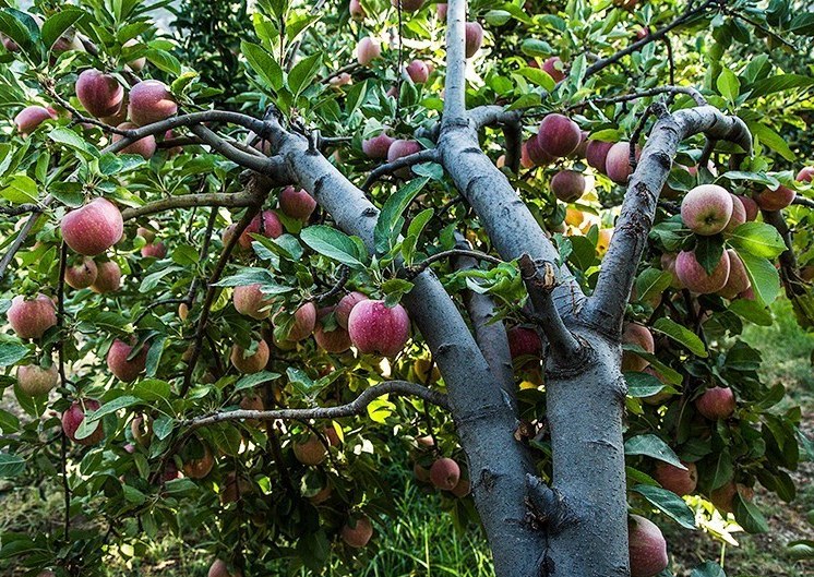برداشت سیب از باغات شهرستان سلسله – لرستان
