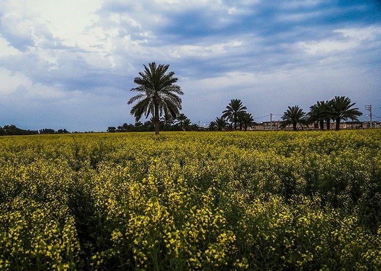 مزارع کلزا در خوزستان